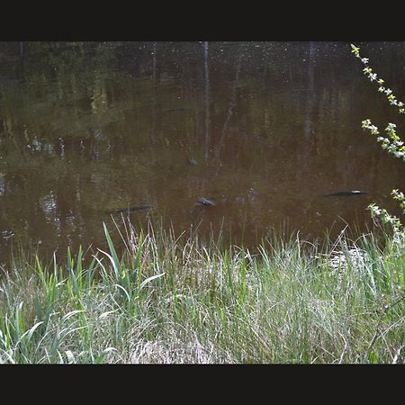 Cabane Limousine Au Bord D'Un Etang Bonnac-la-Côte 외부 사진
